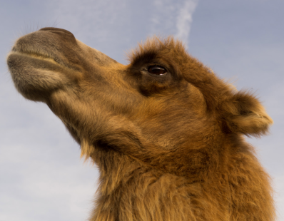 Bactrian Camel