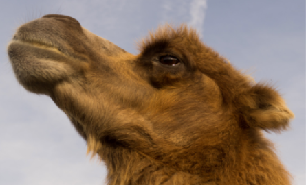 Bactrian Camel