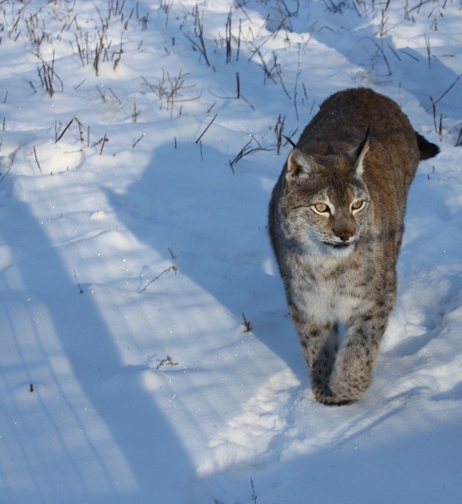 Lynx walking