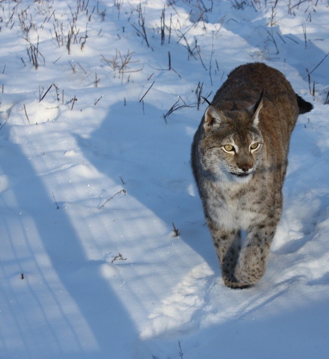 Lynx Lynx walking