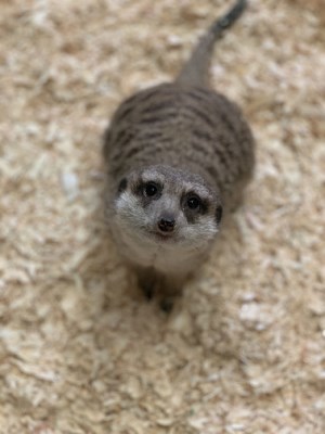little brown meerkat in exhibit with wood shaving floor looking up at the exhibit