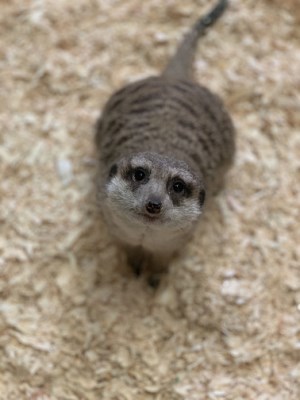 Animals - Riverview Park and Zoo Animals - Riverview Park and Zoo