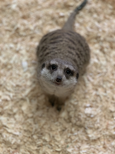Meerkat Meerkat