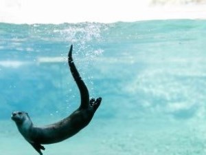 Otter swimming in pool