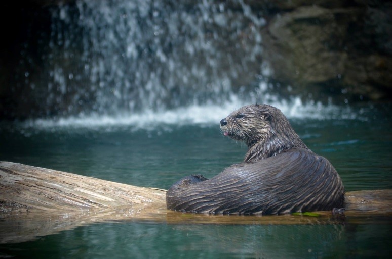 River otter in water