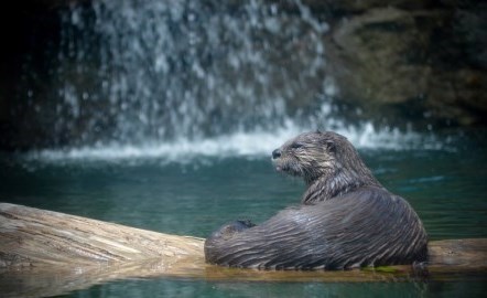 River otter in water