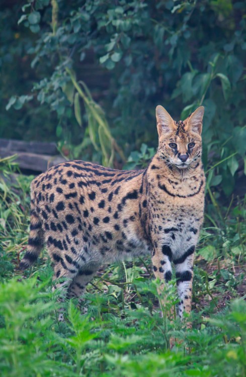 Serval