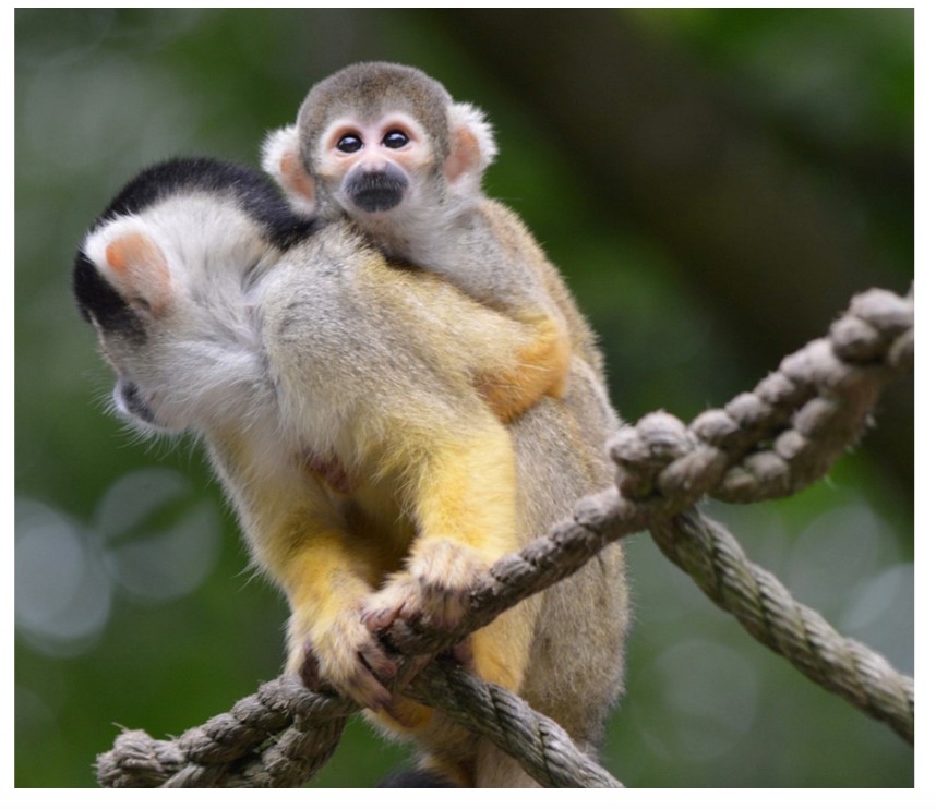 Squirrel Monkey on rope