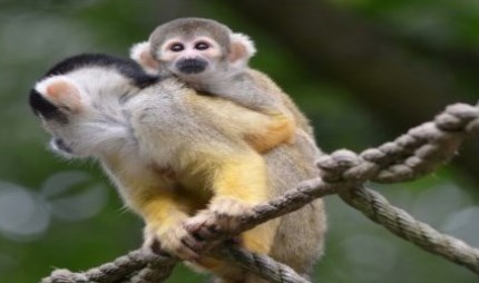 close up of a squirrel monkey