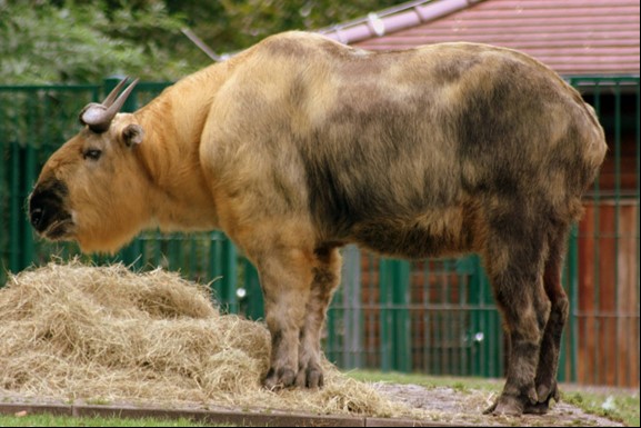 Sichuan Takin - Riverview Park and Zoo
