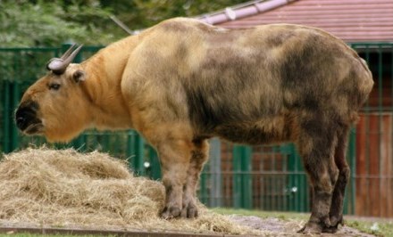 Takin eating hay