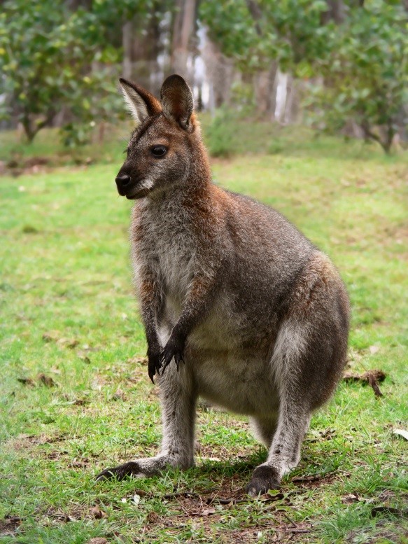 Red necked wallaby Red necked wallaby