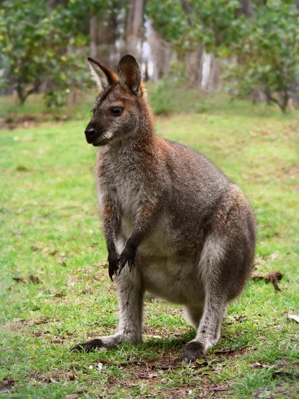 Red necked wallaby