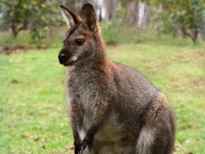 Red necked and brown wallaby surrounded by green grass and trees