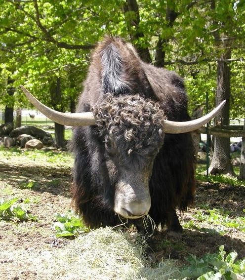 Domestic Yak - Riverview Park and Zoo