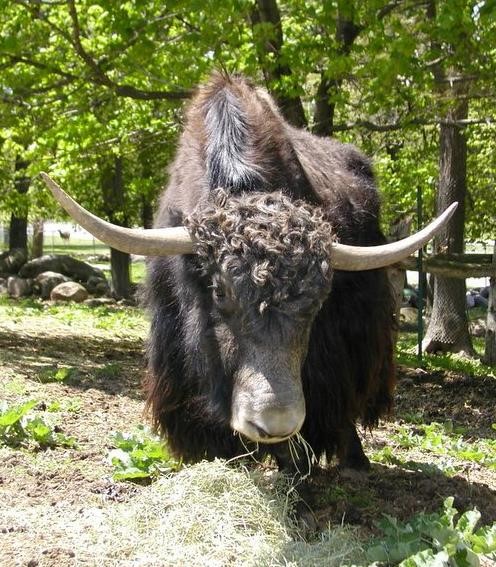 Yak Yak