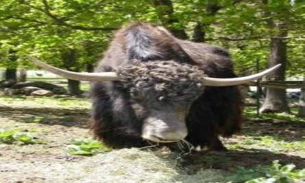 Yak