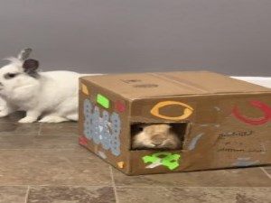 brown bunny inside and white bunny with grey ears around a bunny box
