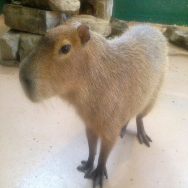 Capybara
