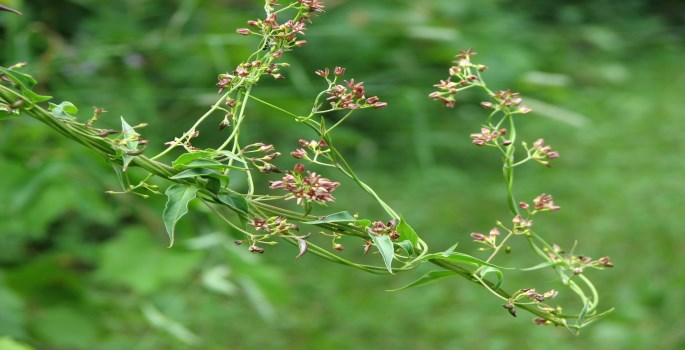 green vine with small pink flower buds_ credit Ken Towle