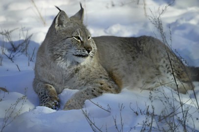 grey and brown lynx laying in the snow 