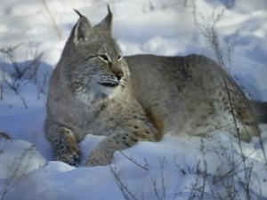 Brown and grey lynx with black tipped ears laying in the snow and sun
