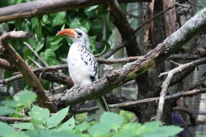 african red-billed hornbill