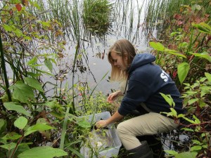 Animal care staff releasing turtles into natural habitat