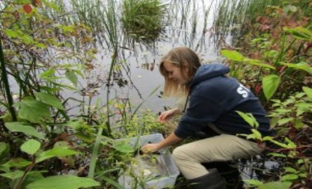 staff in hoodie releasing baby turtles to the creek