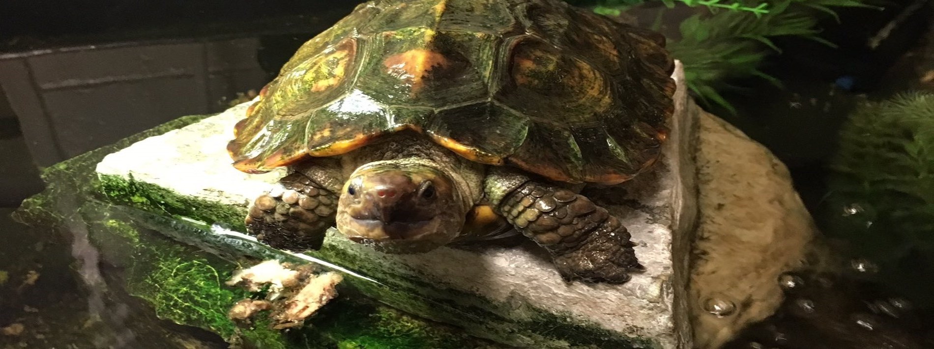 Sulawesi Forest Turtle basking