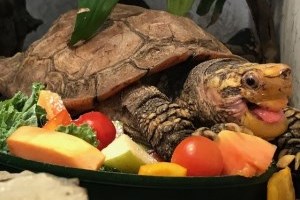 sulaweski forest turtle eating fruit