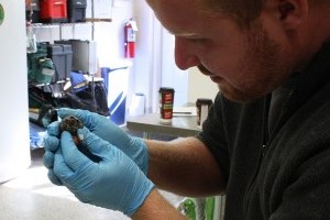 zoo staff holding a newly hatched sulaweski forest turtle