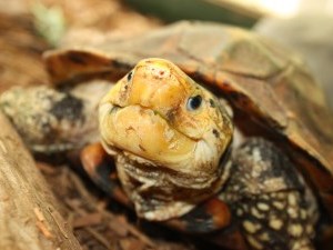 brown and beige forest turtle close up
