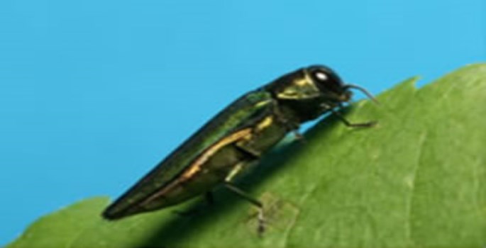 Small green beetle on leaf with blue sky background