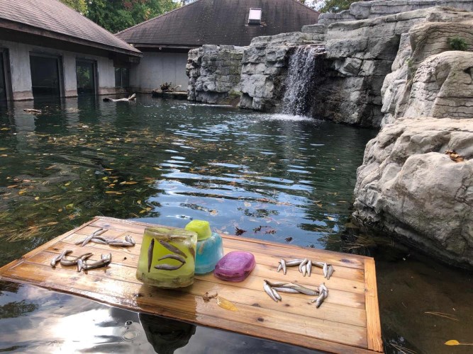 treats on floating dock in otter exhibit