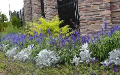 Front gate gardens with lavender and ground cover