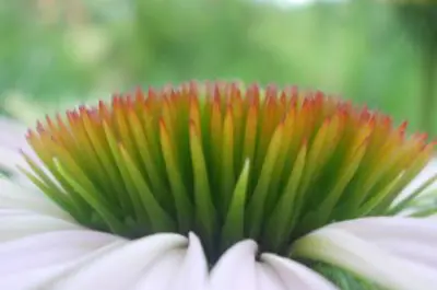Flower in Bloom up close white and green