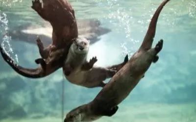 otters playing underwater