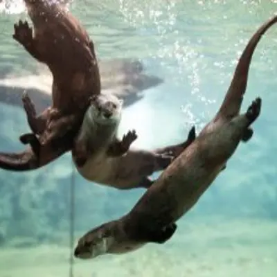 otters playing underwater