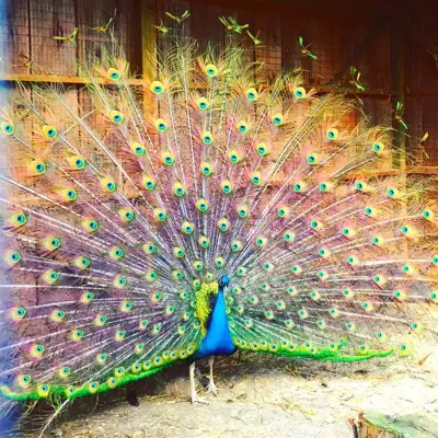 Help us spread our wings!