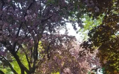 Trees and shrubs, purple apple blossoms