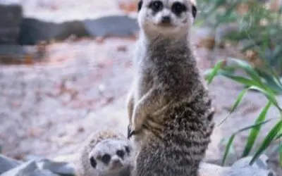 small  brown meerkat with dark mask around eyes up on hind legs