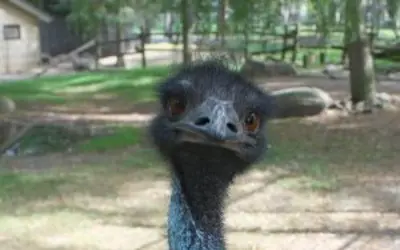 close up of emu staring at camera