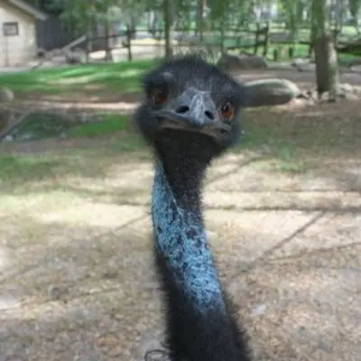 close up of emu staring at camera