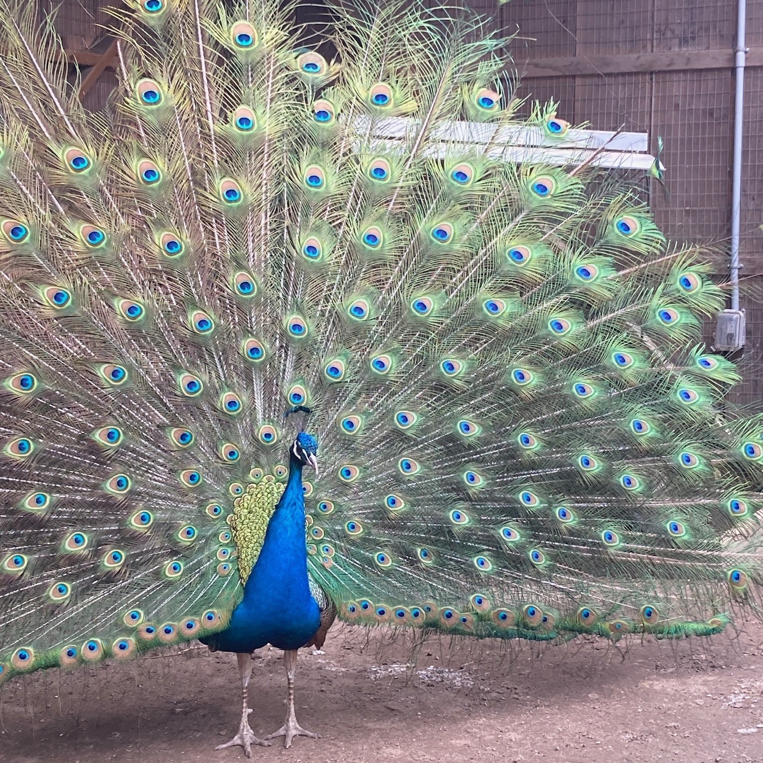 close up of emu staring at camera