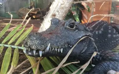 dwarf crocodile close up in exhibit