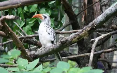 african red-billed hornbill