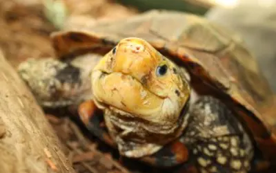 closeup of Sulaweski forest turtle