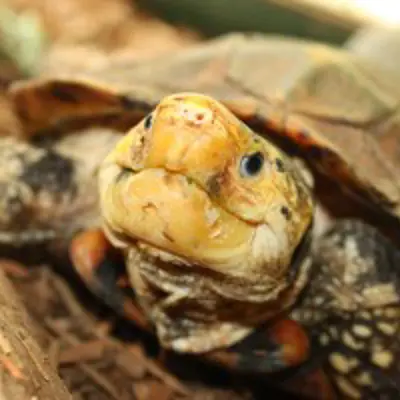 closeup of Sulaweski forest turtle
