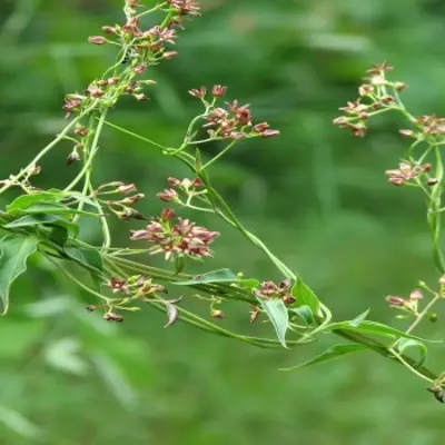 green vine with small pink flower buds_ credit Ken Towle